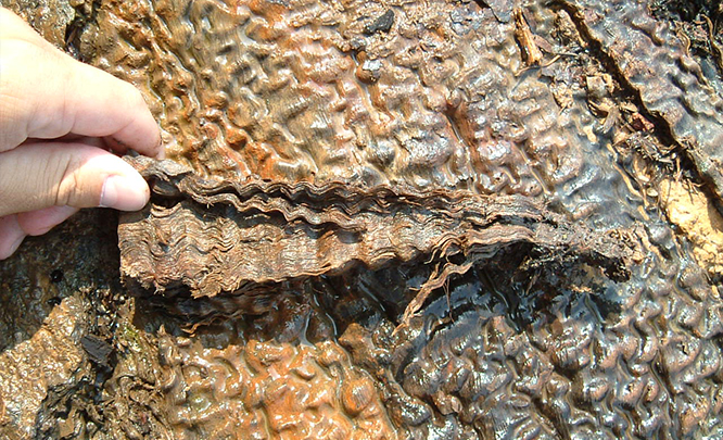 Timberlink Wood and Forest Products GmbH - Buchrinde